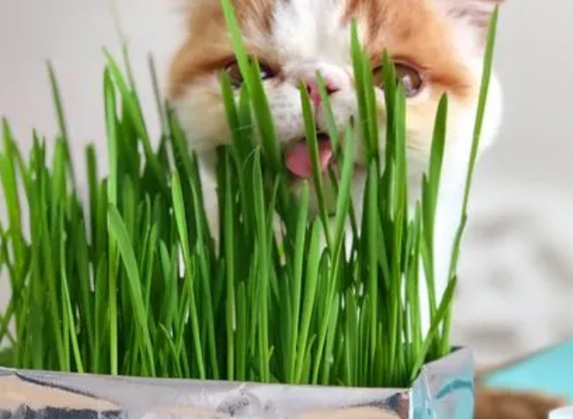 猫草到底是什么 猫草到底是什么