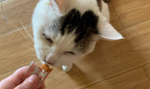 猫条大概多少钱