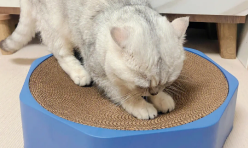 猫抓板在哪买