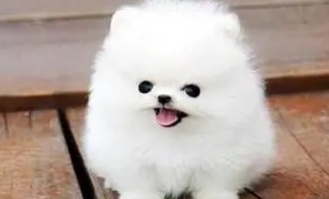 茶杯犬的品种 茶杯犬的品种