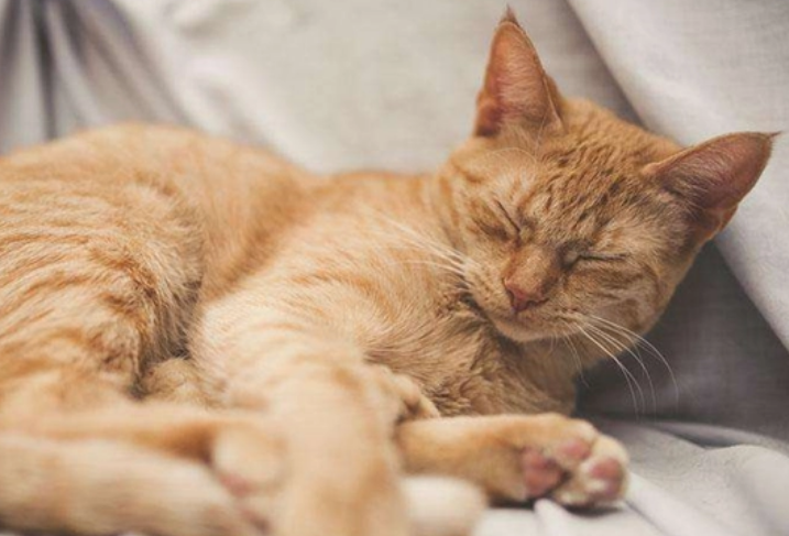 跟猫一起睡觉的6大危害 跟猫一起睡觉的6大危害