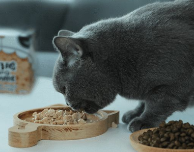 一直在吃的猫粮猫突然不吃了?速速来get 一直在吃的猫粮猫突然不吃了?速速来get