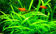 鱼缸水草能活多久
