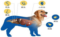 狗狗体内驱虫药什么牌子好内外都驱
