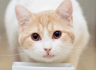 猫打完狂犬疫苗后呕吐厉害的原因,不知道的来看看! 猫打完狂犬疫苗后呕吐厉害的原因,不知道的来看看!