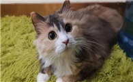 中华田园猫怎么喂养?新手一定要知道