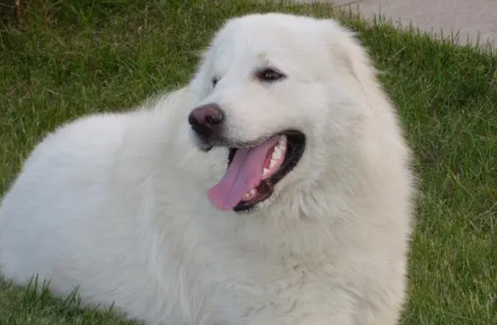 大白熊犬拉肚子怎么办？该如何治疗呢？
