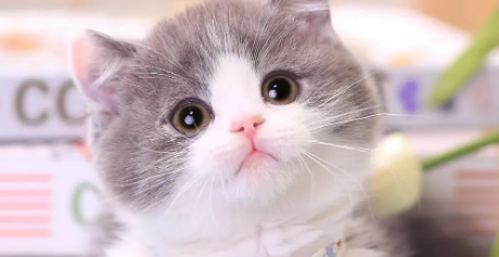 矮脚猫后期有什么病？购买前需知