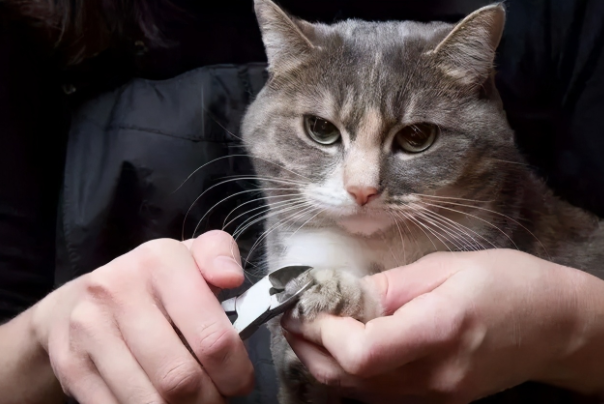 猫咪指甲多久剪