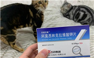 猫用感冒药有哪些