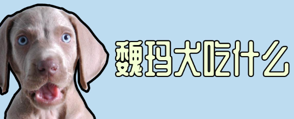魏玛犬吃什么?这些就可以了 魏玛犬吃什么?这些就可以了