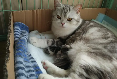 怀孕猫妈“入职”公司，上班首日就休产假，独占会议室超霸道