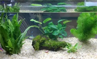 野外水草可以移植到鱼缸吗