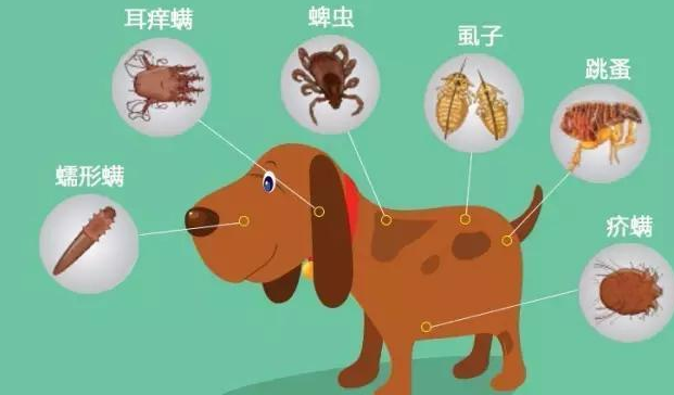 狗狗体外驱虫饭前还是饭后