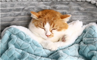 猫猫为什么一直踩被子，你知道吗？
