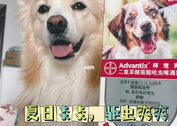 如何在家给狗狗体外驱虫 如何在家给狗狗体外驱虫