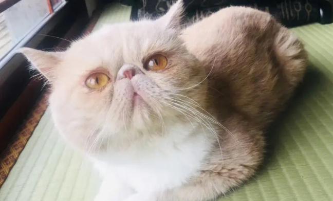 加菲猫为什么一直打呼噜？它可能在抒发情绪