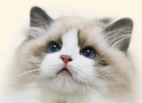 今日科普:母猫为什么不发情? 今日科普:母猫为什么不发情?