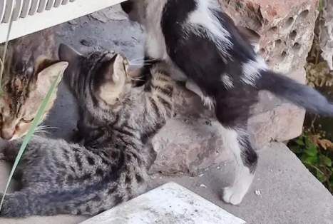 花心勾引却不负责，猫咪连续4天找上门来，默默凝视主人全家