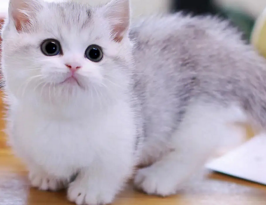 矮脚猫去哪里买
