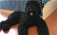 巨贵犬多少钱一只黑色