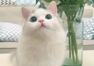 如何让猫咪知道你喜欢它？不知道的来看看！