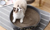 怎么让猫会用猫抓板
