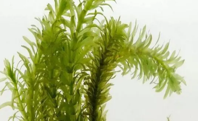 冷水鱼缸种什么水草