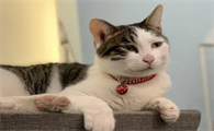 为什么不能收别人送的猫