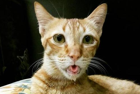 橘猫为什么脸尖？真实原因竟是这