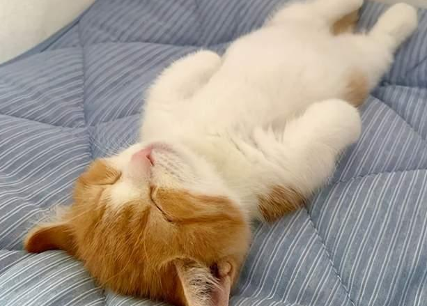 猫咪专用安眠药叫什么?来看看吧 猫咪专用安眠药叫什么?来看看吧