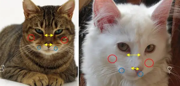如何区分猫的性别？这要看它们的私密部位