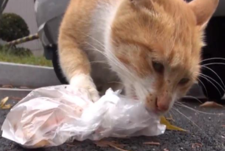 流浪猫为什么还挑食？这里可以了解~