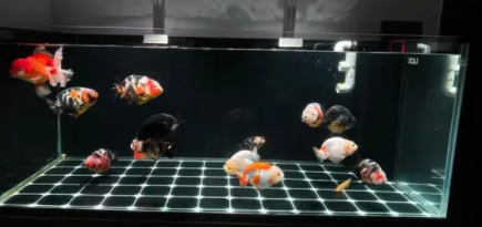 新鱼缸水怎么养