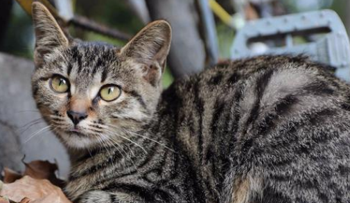 土猫为什么养不熟？该不该去养呢？