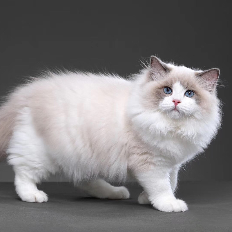 养布偶猫十大禁忌