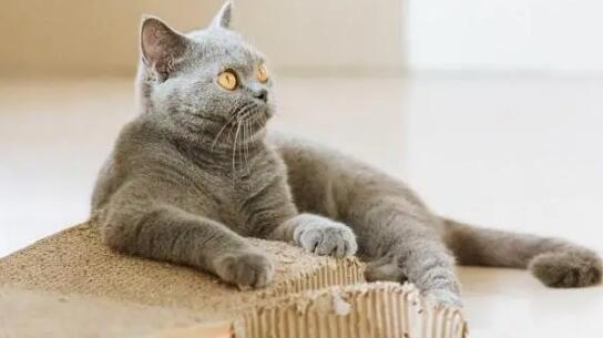 猫抓板应该放哪儿