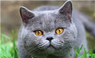 养猫女孩颅内有大量寄生虫