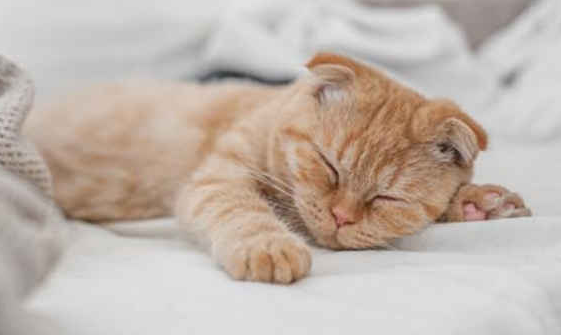 猫咪打呼噜,大概是这三个原因! 猫咪打呼噜,大概是这三个原因!