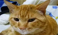 猫咪感冒用哪些药
