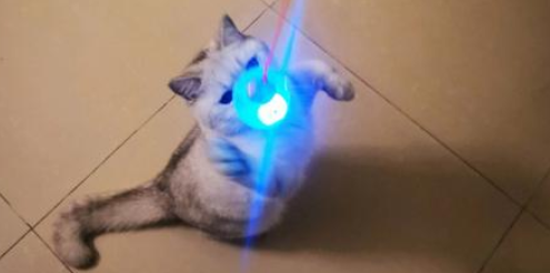 猫为什么会怕日光灯？主人须知