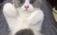 猫可以闻烟味吗？这个问题一定要了解清楚！