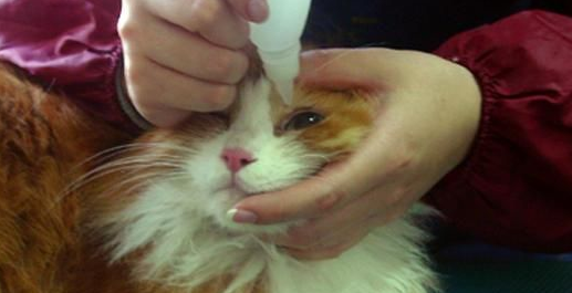 猫咪可以用什么滴眼液 猫咪可以用什么滴眼液