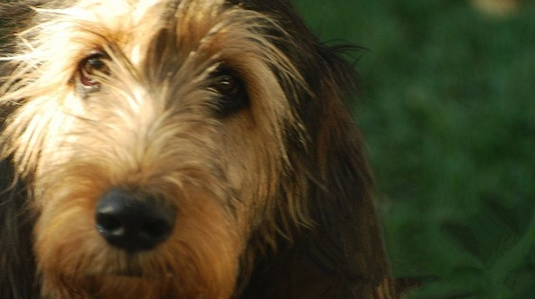 奥达猎犬拉肚子怎么办？主人要采取哪些措施？