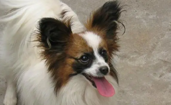 蝴蝶犬呕吐拉稀是怎么回事?原因在这里 蝴蝶犬呕吐拉稀是怎么回事?原因在这里