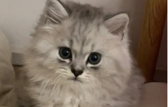 高地猫为什么不能养？小编来给大家说说。