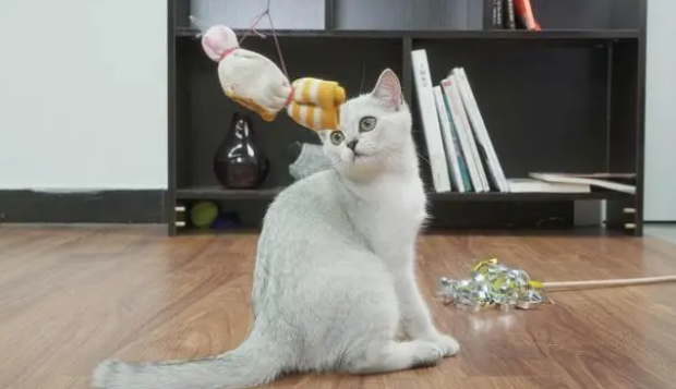 逗猫棒会让猫变暴力吗?逗猫棒的作用 逗猫棒会让猫变暴力吗?逗猫棒的作用