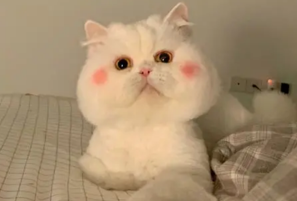 捡来的猫咪怎么看年龄?主人来学习下吧 捡来的猫咪怎么看年龄?主人来学习下吧