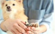 狗的指甲能剪吗