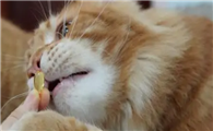 猫咪鱼油哪个好些